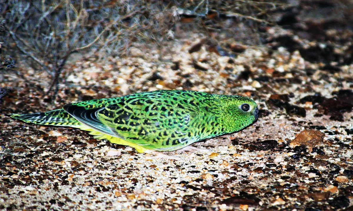 Discovering the night parrot: conservation work in Australia's interior