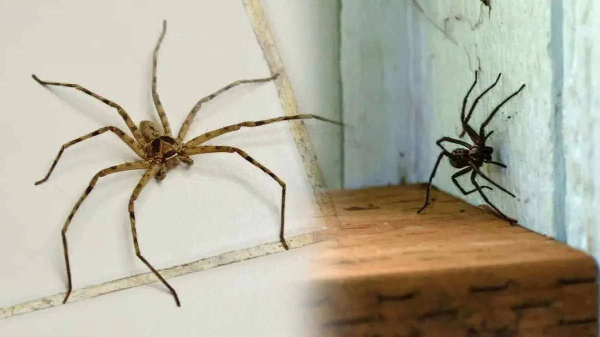 What spiders can tell you about your space